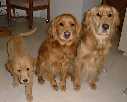 Small Picture of three dogs