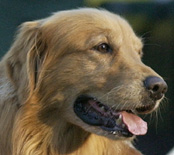 SmallPicture of Mic