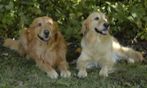 Small Picture of Mic and Angie