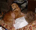 SmallPicture of Mic on lap