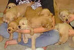 SmallPicture of puppies 