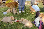 SmallPicture of puppies 