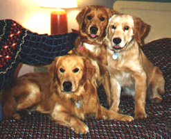 Small Picture of  Trys with Frisco