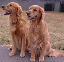 Small Picture of Trys with Frisco