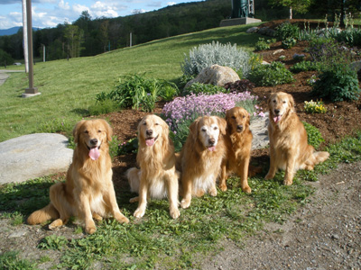SmallPicture of dogs at Stowe
