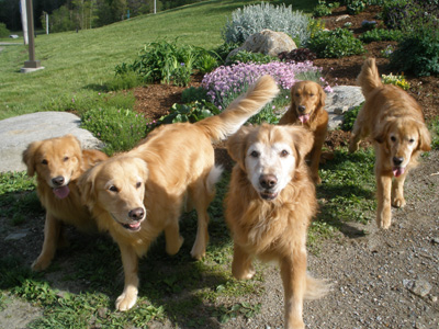 SmallPicture of dogs at Stowe