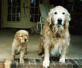 SmallPicture of  Trys with Jade