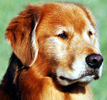 SmallPicture of Apollo