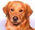 SmallPicture of Frisco
