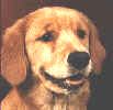 SmallPicture of  Trys