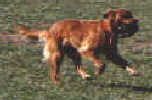 SmallPicture of  Trys  retrieving Bird