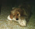 SmallPuppy Picture of  Trys