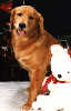 SmallPuppy Picture of  Trys