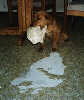 SmallPuppy Picture of  Trys