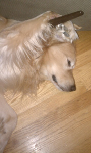 SmallPicture of Charlie