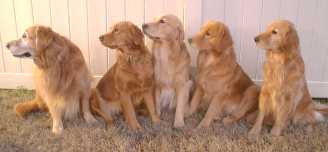 Small Picture of Dogs