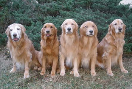 Small Picture of Dogs
