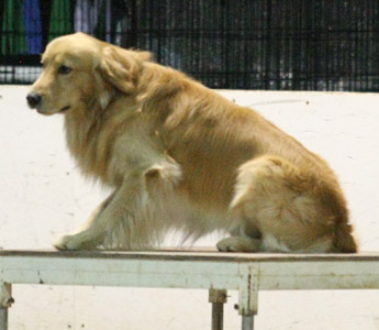 SmallPicture of limey 