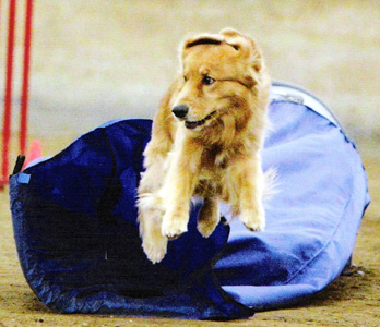 SmallPicture of Merlin earning AXJ title