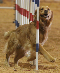 SmallPicture of Tryssie earning AX leg