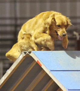 SmallPicture of Tryssie earning AX leg