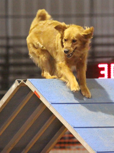 SmallPicture of Tryssie earning AX leg