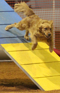 SmallPicture of Tryssie earning AX leg