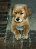 SmallPuppy Picture of  Trys