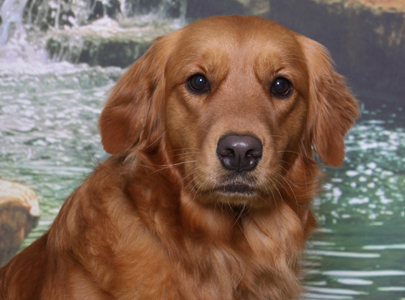 Small Picture of Pup