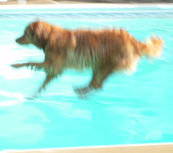Small Picture of Pup