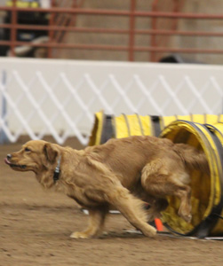 SmallPicture of Tryssie earning mxj leg