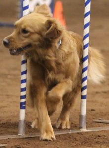 SmallPicture of Tryssie earning mxj leg
