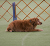 SmallPicture of  Trys