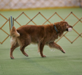 SmallPicture of  Trys