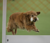 SmallPicture of  Trys