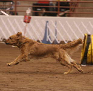 SmallPicture of Tryssie earning mxj leg