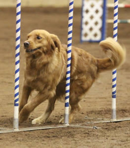 SmallPicture of Tryssie earning mxj leg