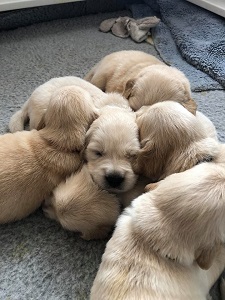 Small Picture of pups