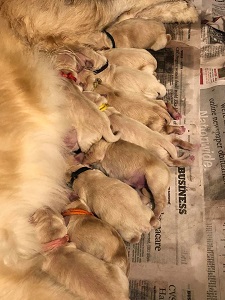 Small Picture of whelps