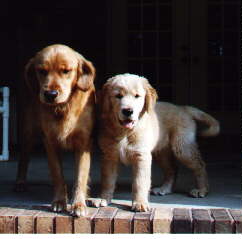 Picture of Trys and Dylan